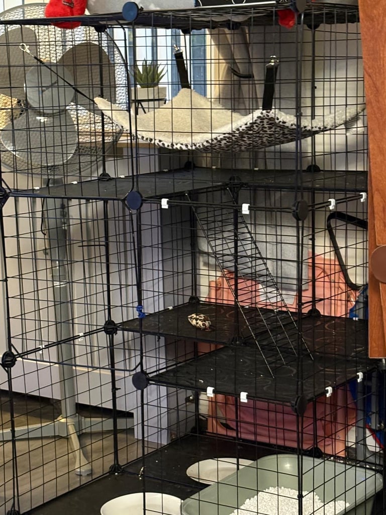 image for Boy and girl kitten and play zone 