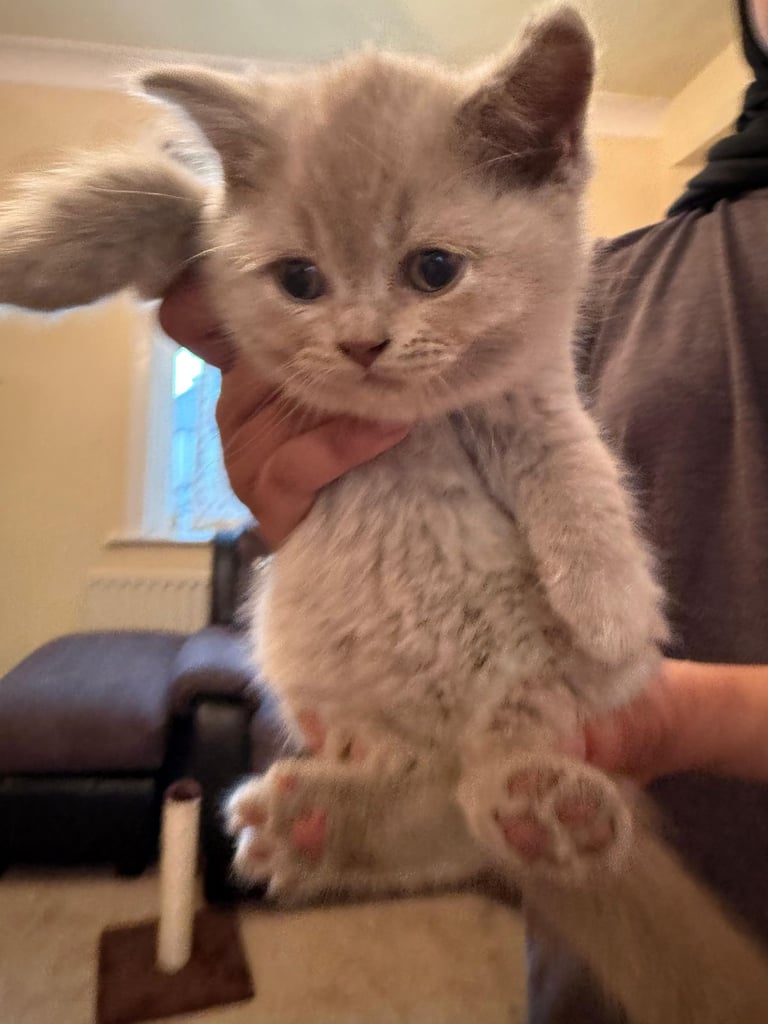 British Shorthair Kittens for sale - Pedigree Lilac and Blue