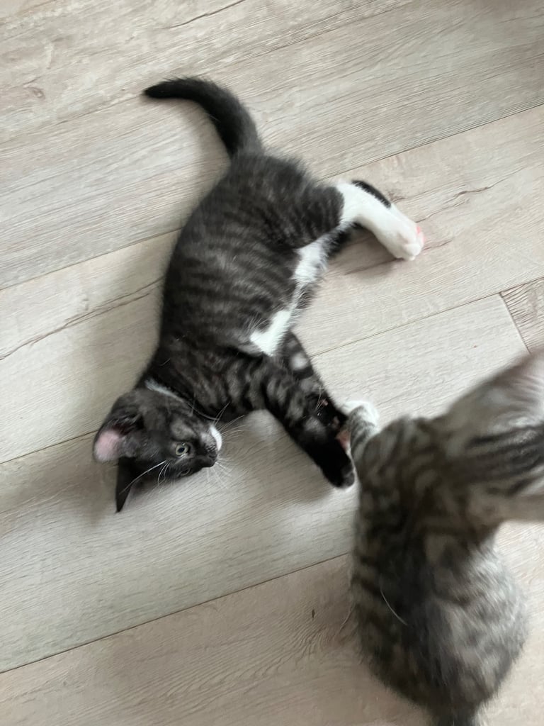 Beautiful black tabby male