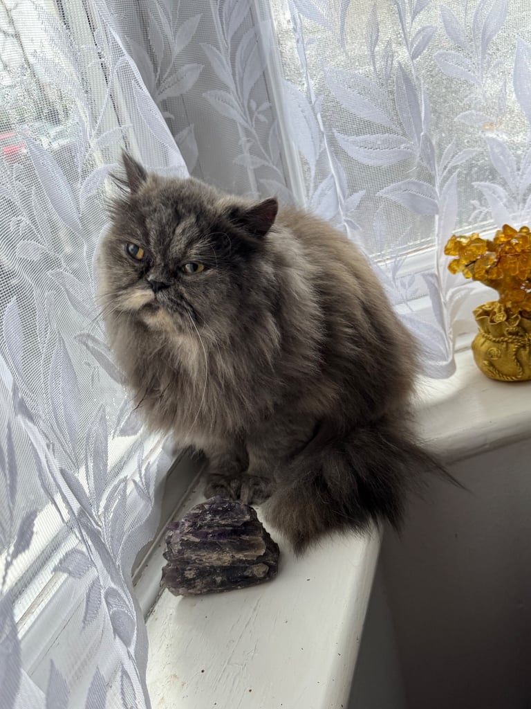 Female Persian 