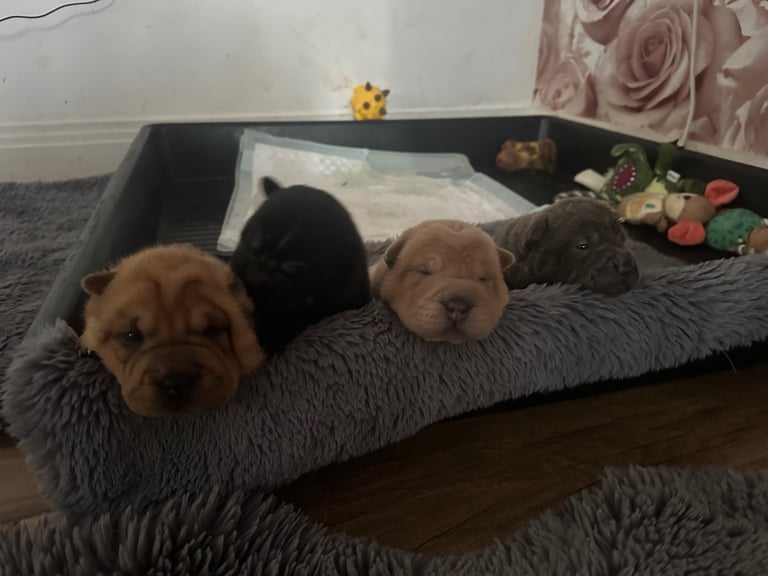 image for Shar pei puppies