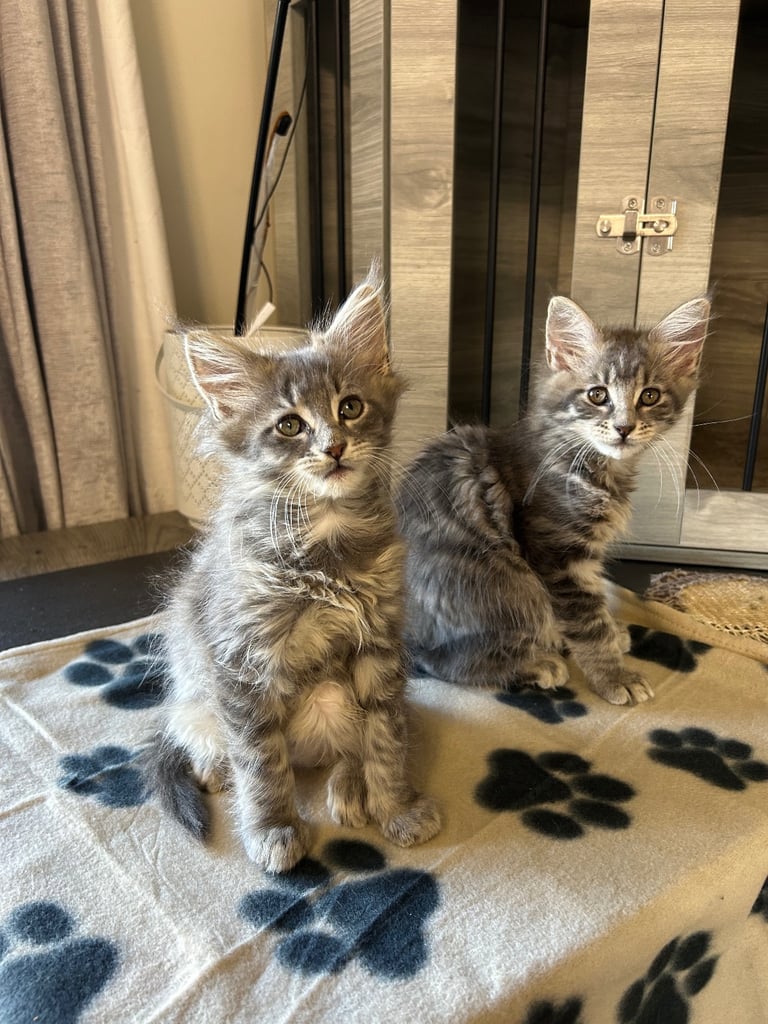  ✨2 remaining Maine coon kittens  ✨ ready to leave now