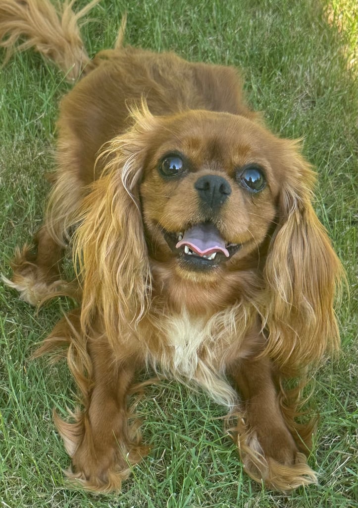 2x 3 year old sister Cavaliers 