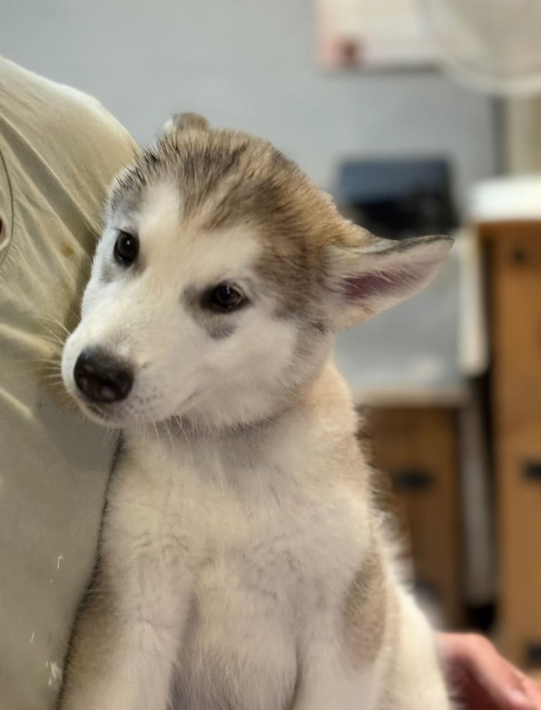 3 Beautiful Husky X Malamute Puppies for sale 