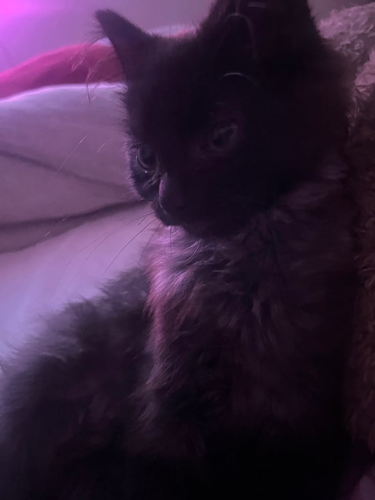 image for  Kitten 