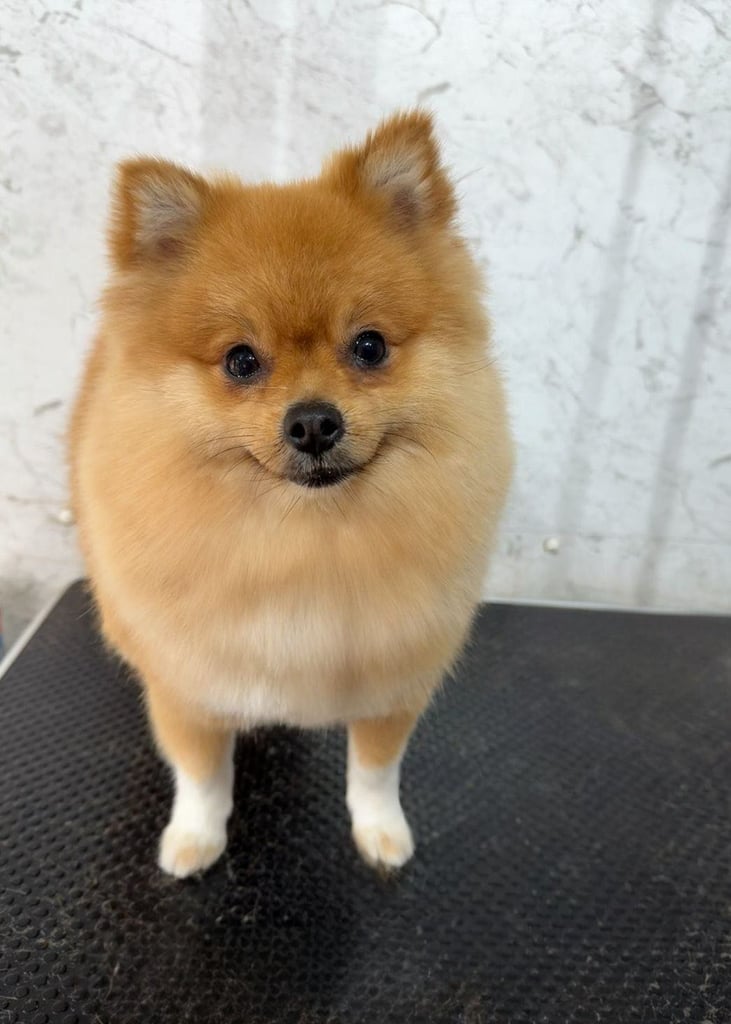 Beautiful Pomeranian Boy