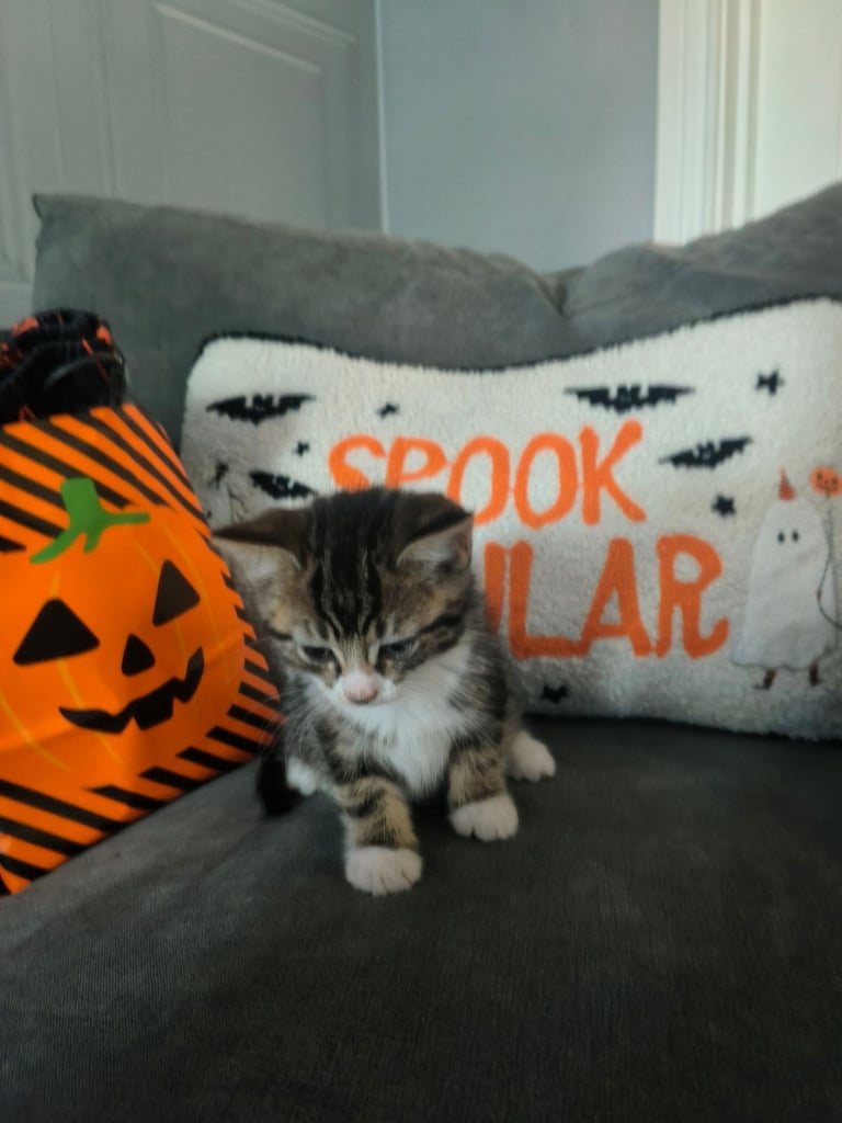 Kittens