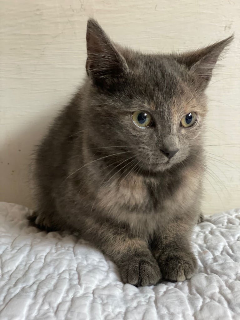 grey calico mixed kitten