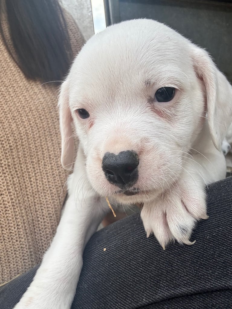 Adorable Cocker Jack Puppies