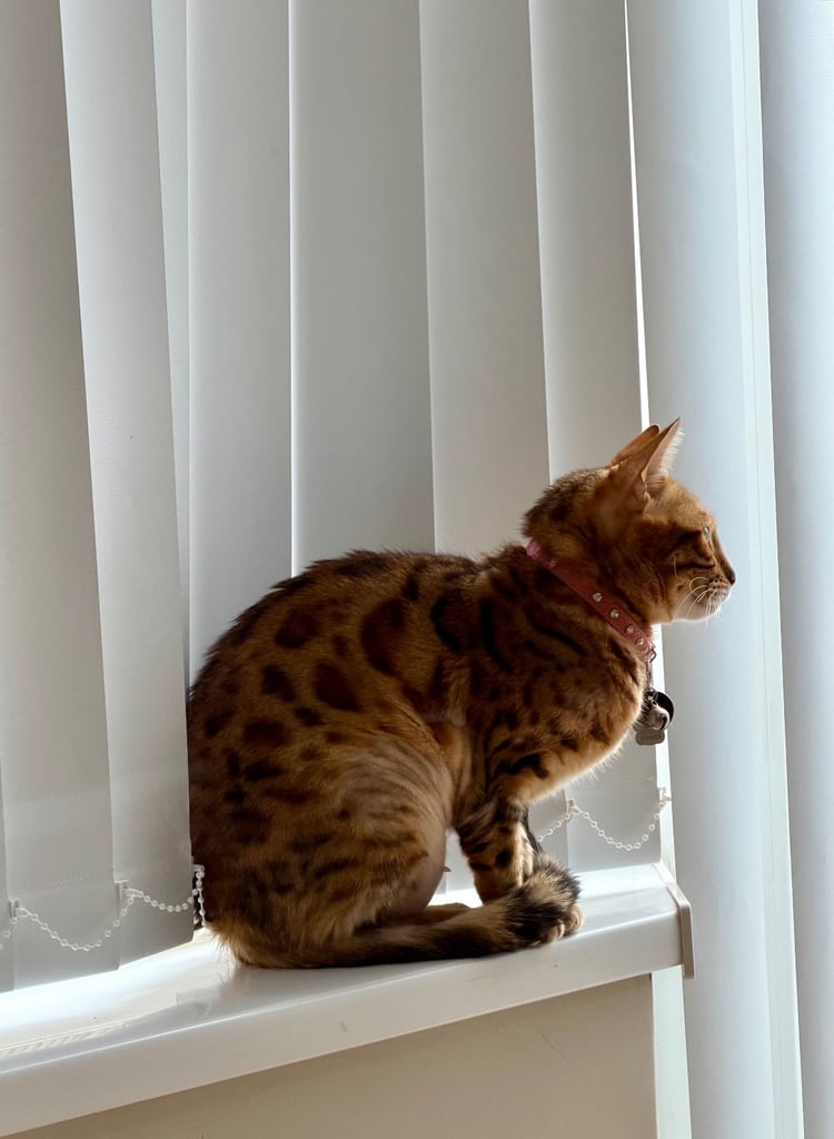 Bengal female cat