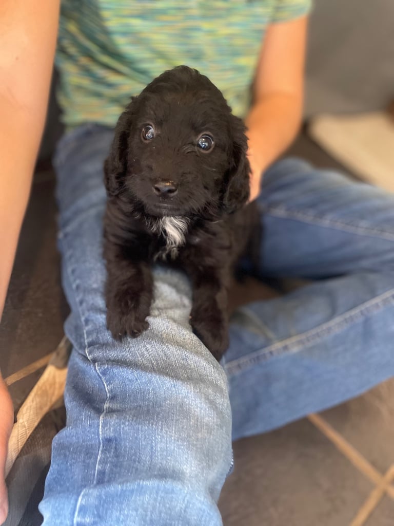 F1 cockapoos for sale