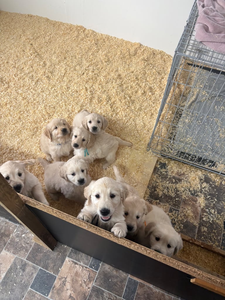 Golden Retriever puppies for sale 