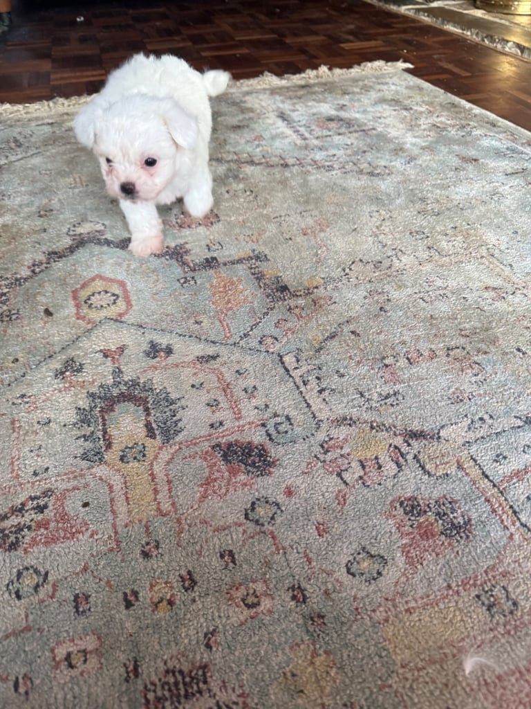 Cotton De Tulear puppies x3 looking for their forever homes