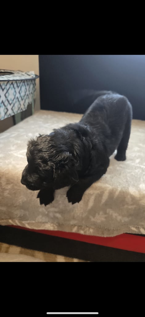 Goldador x Labrottie Miniature Puppies for Sale 