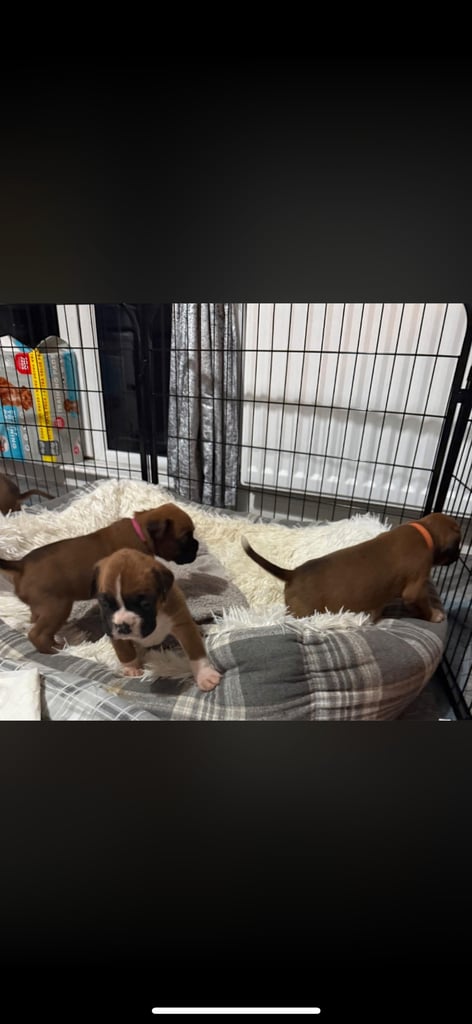 Boxer puppies 