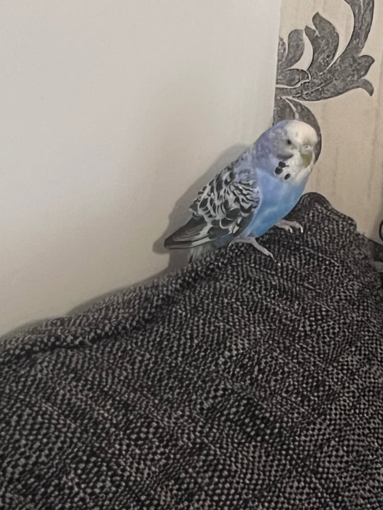 budgies for sale