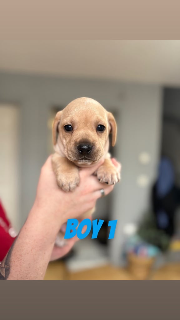 French bulldog x dachshund puppies 