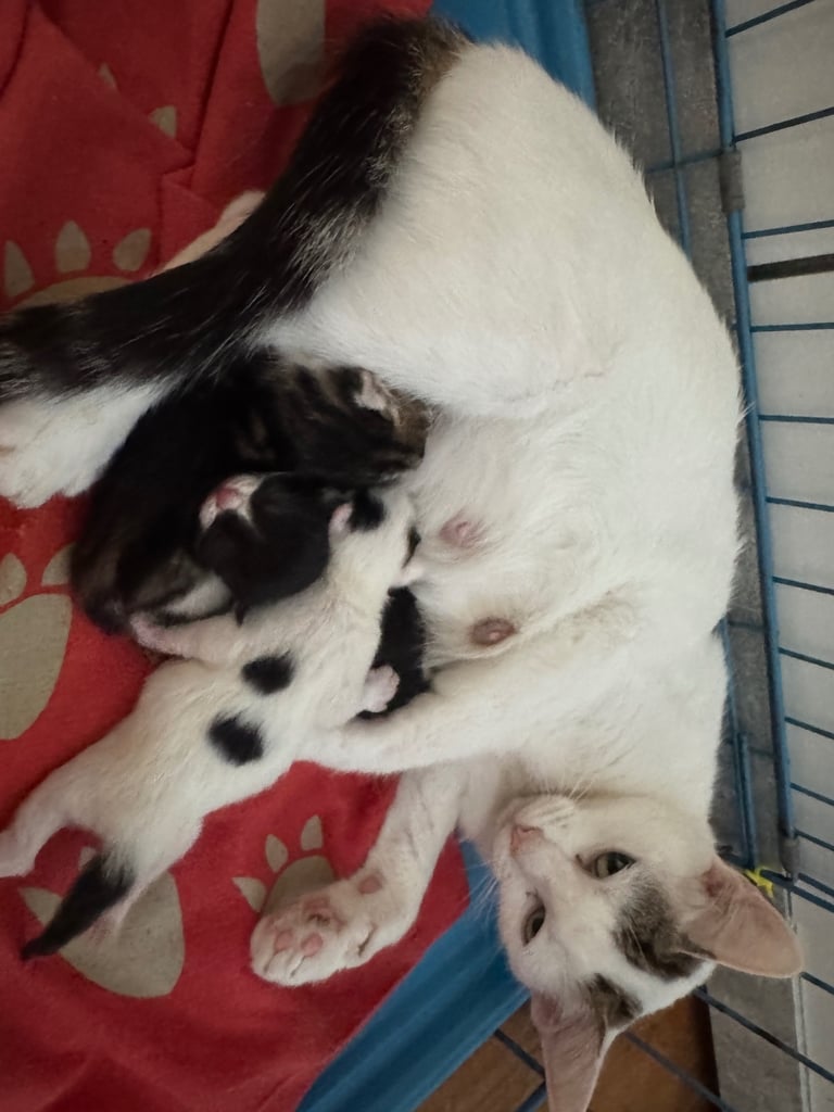  There’s only the White and black girl left. Lovely kittens looking for new homes READY TO GO NOW