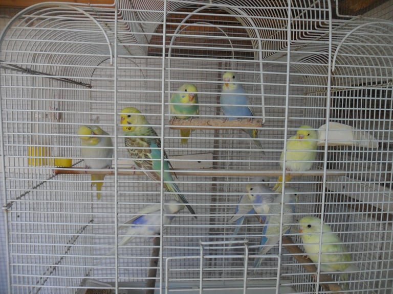 BEAUTIFUL BABY BUDGIES MALE & FEMALE