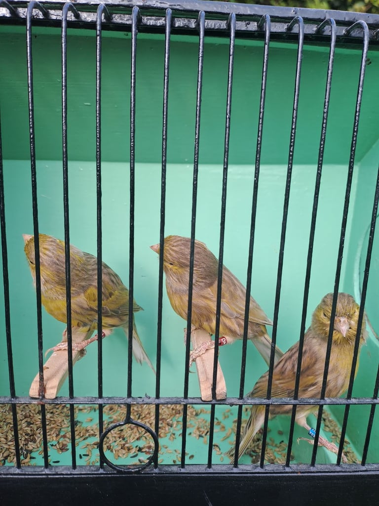 Colour canaries 