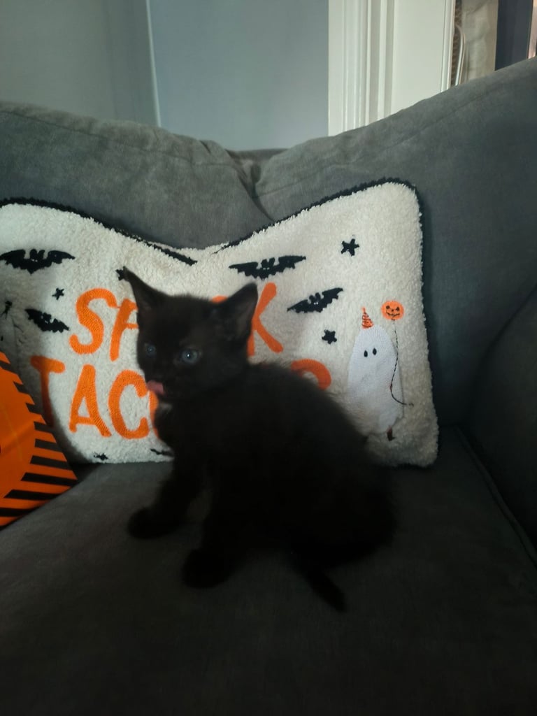 Kittens