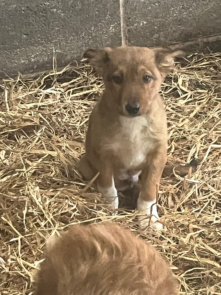 Boder collie puppies