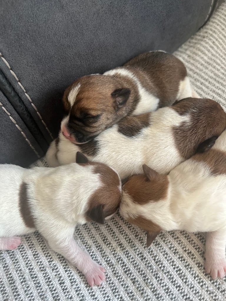 Jack Russell puppies