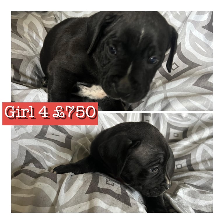Staffy X cane corso puppies 