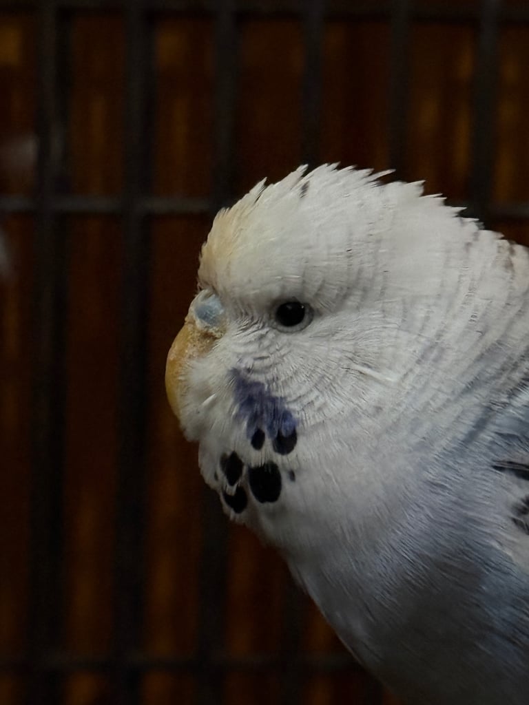 Beautiful Budgie with Cage 