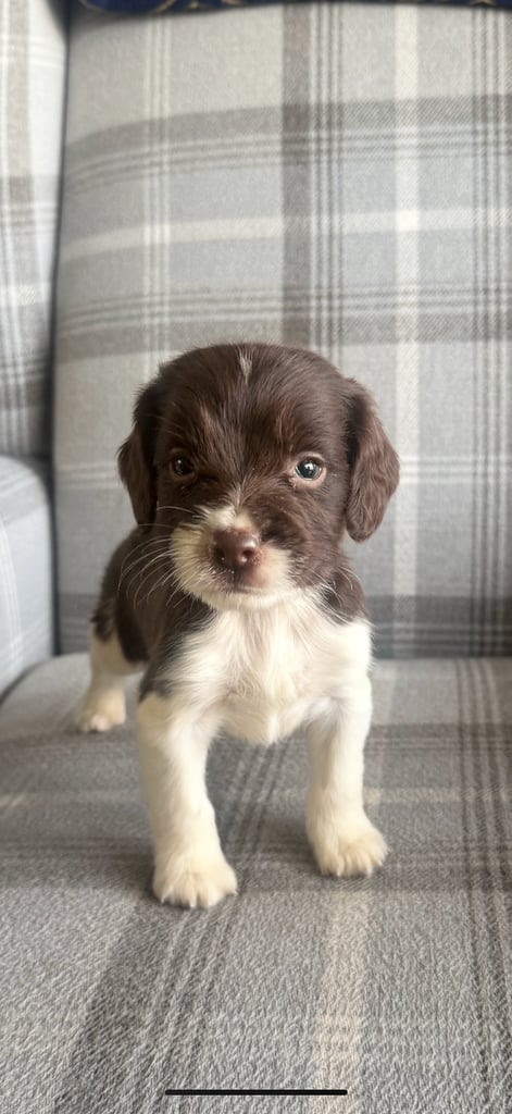English springer spaniel puppies 