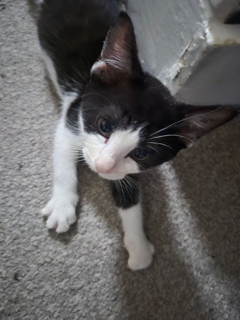 Beautiful Kittens Ready for Forever Home 