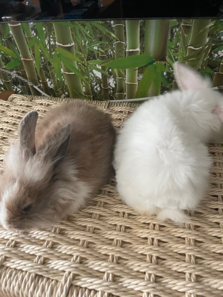Selling Beautiful Blue eyed baby bunnies in pairs! Manchester based