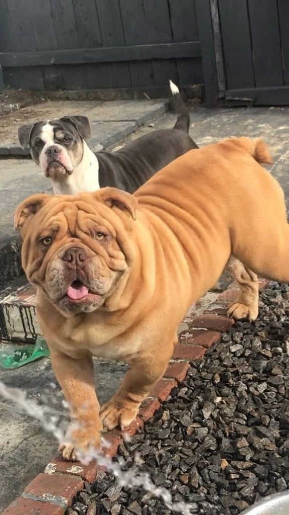 Minibull bulldog puppies 