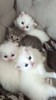 5 Persian Mix Kittens For Sale, Three Females and Two Males, £400 each