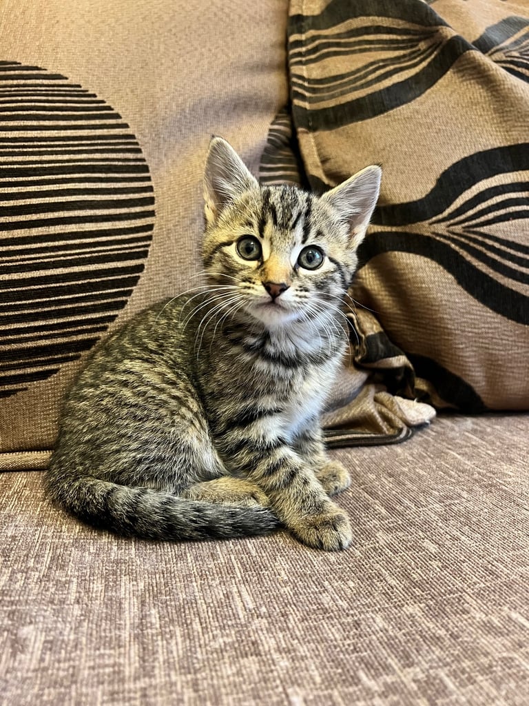  cute kittens