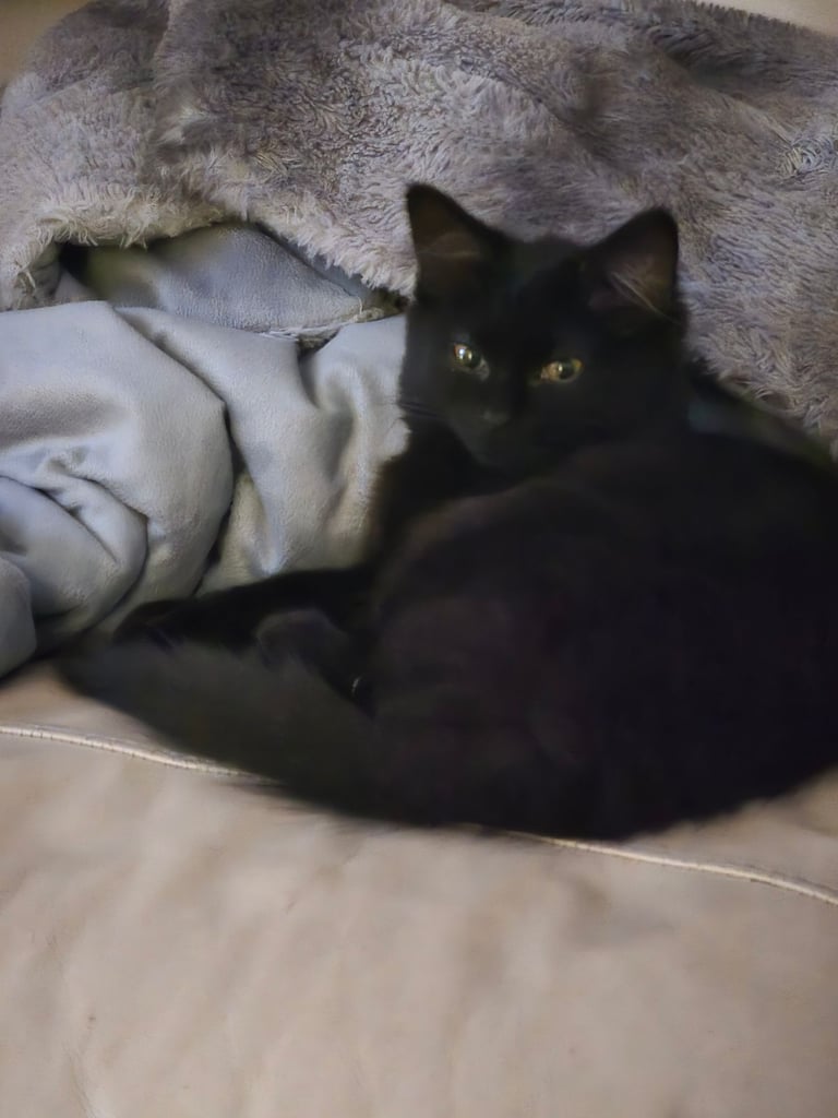 Black kitten