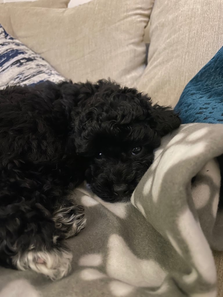 Puppy Poodle toy cross FEMALE