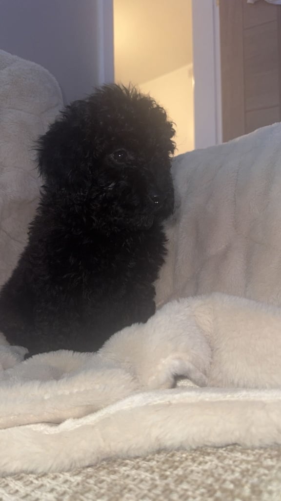 Beautiful miniature poodles