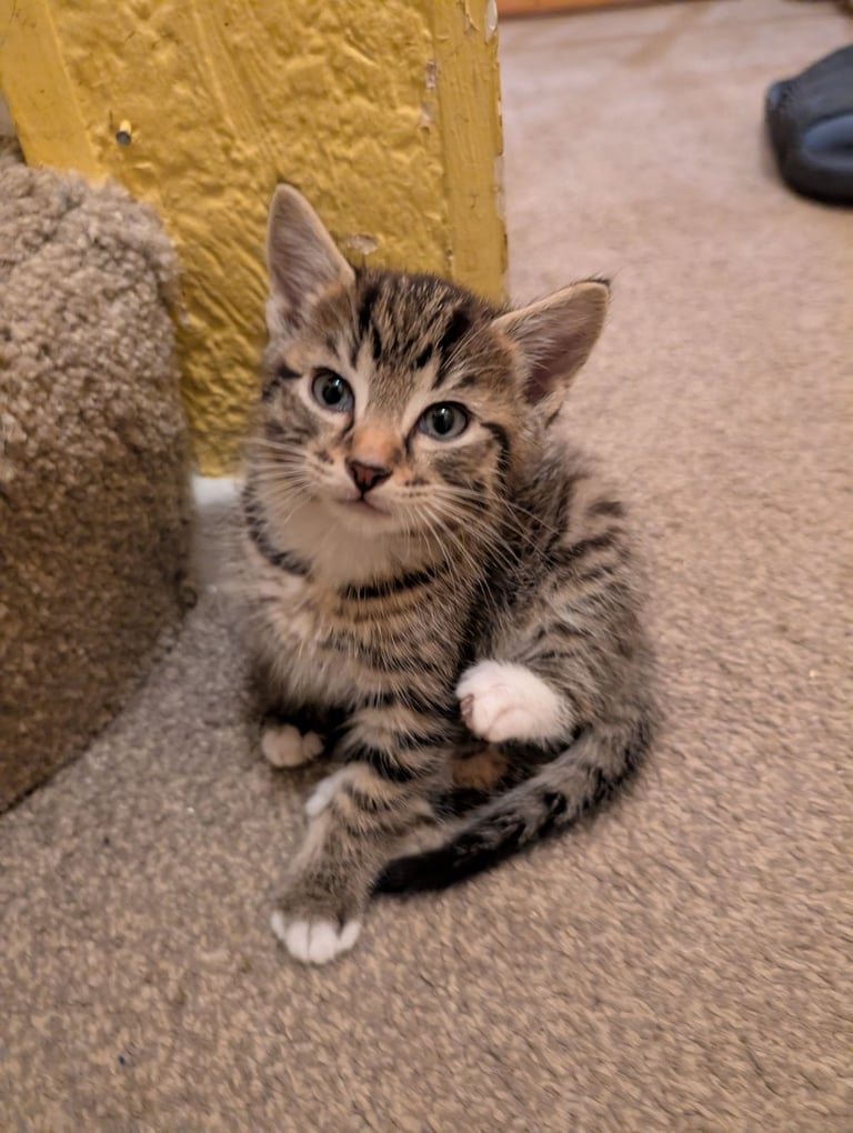 Stunning little tabby