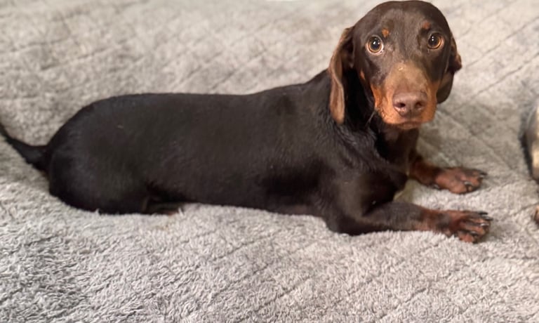 SOLD!!!Male Dashshund