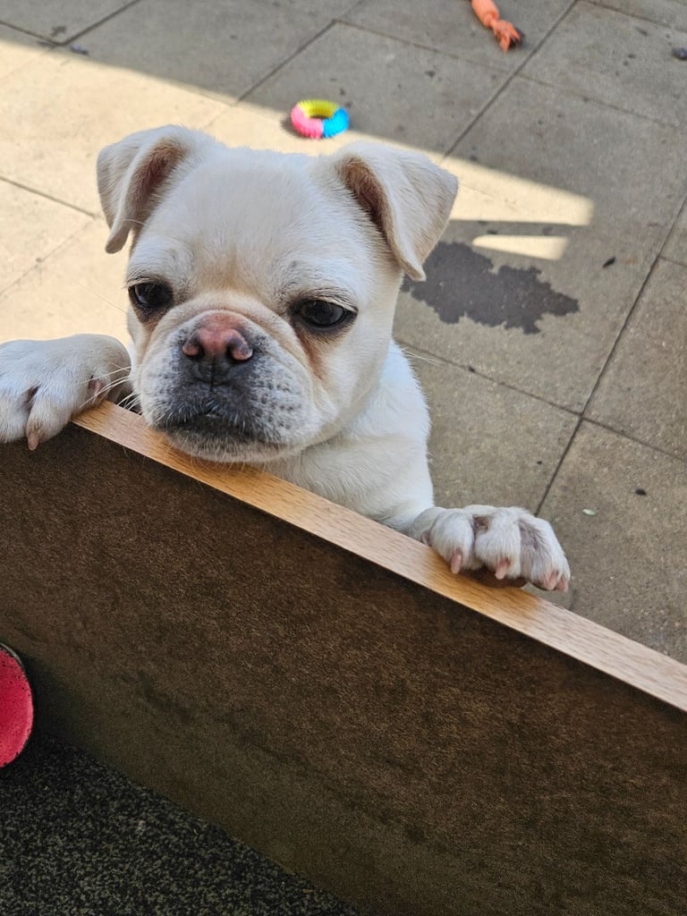 Male white Pug