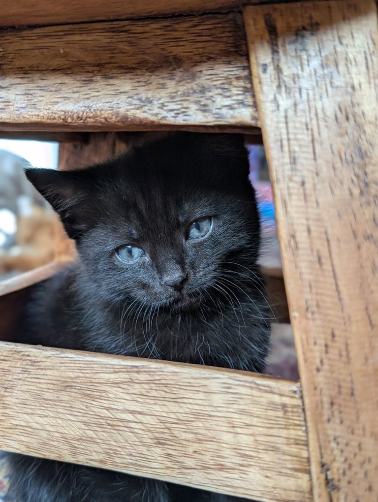 Adorable kittens looking for new homes