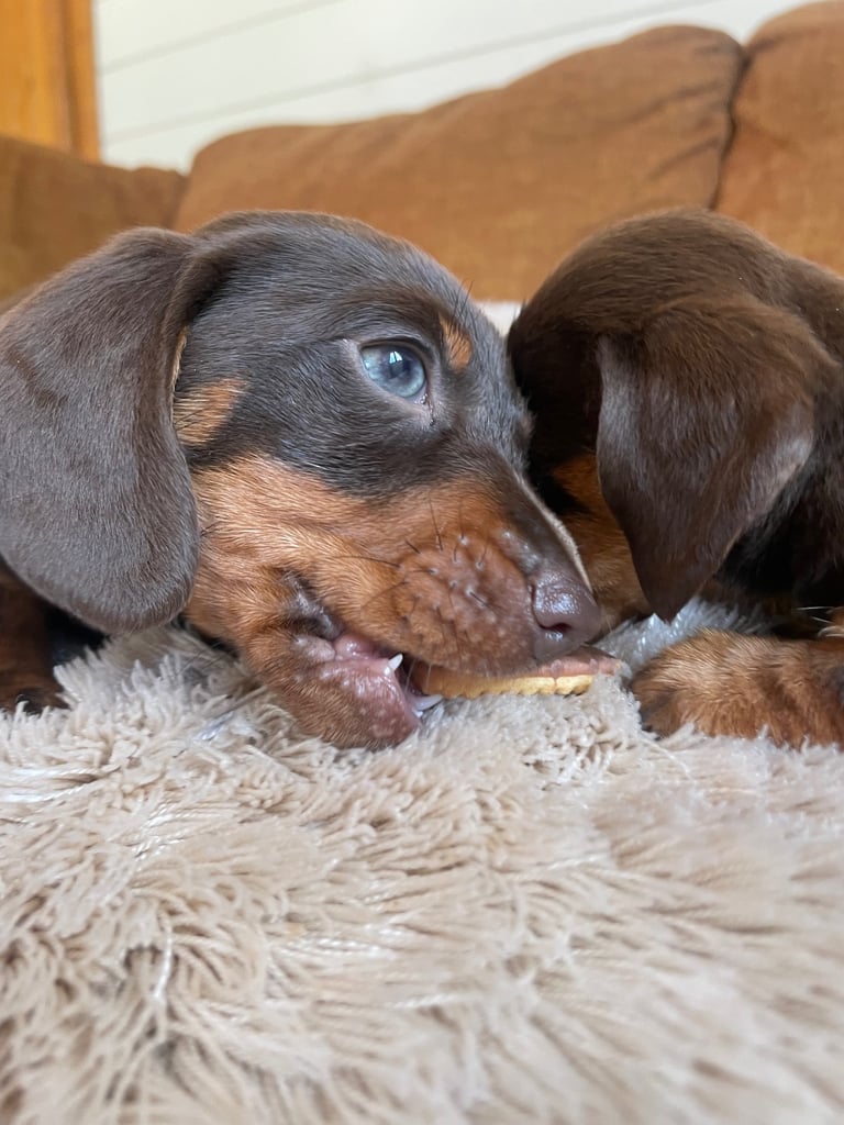 Miniature dachshund puppy 