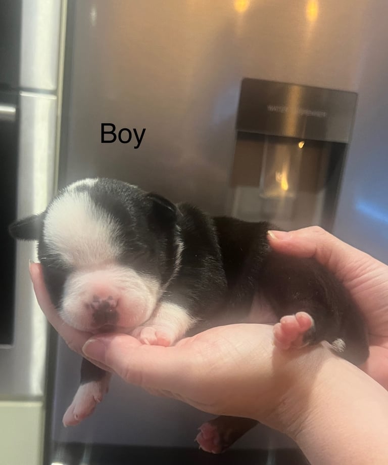Pocket bully pups for sale! 