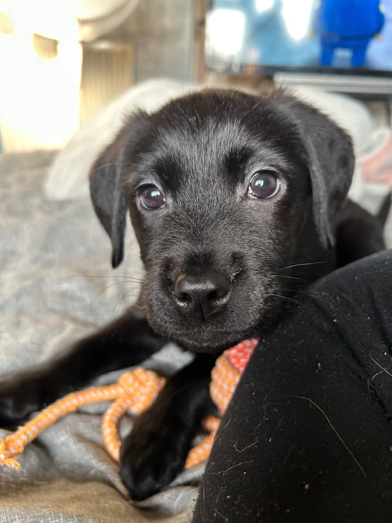 image for Female Labrador Retriever 