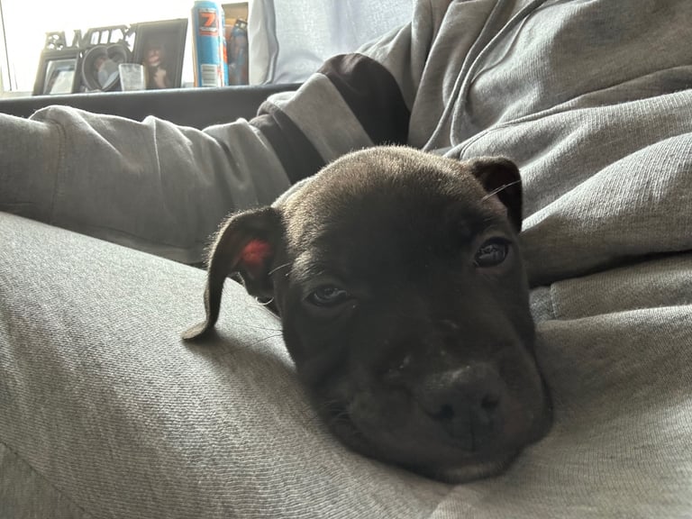 Female staffy pup