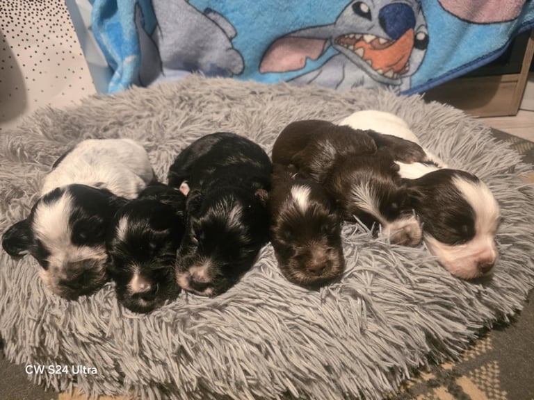 Cocker spaniel puppys