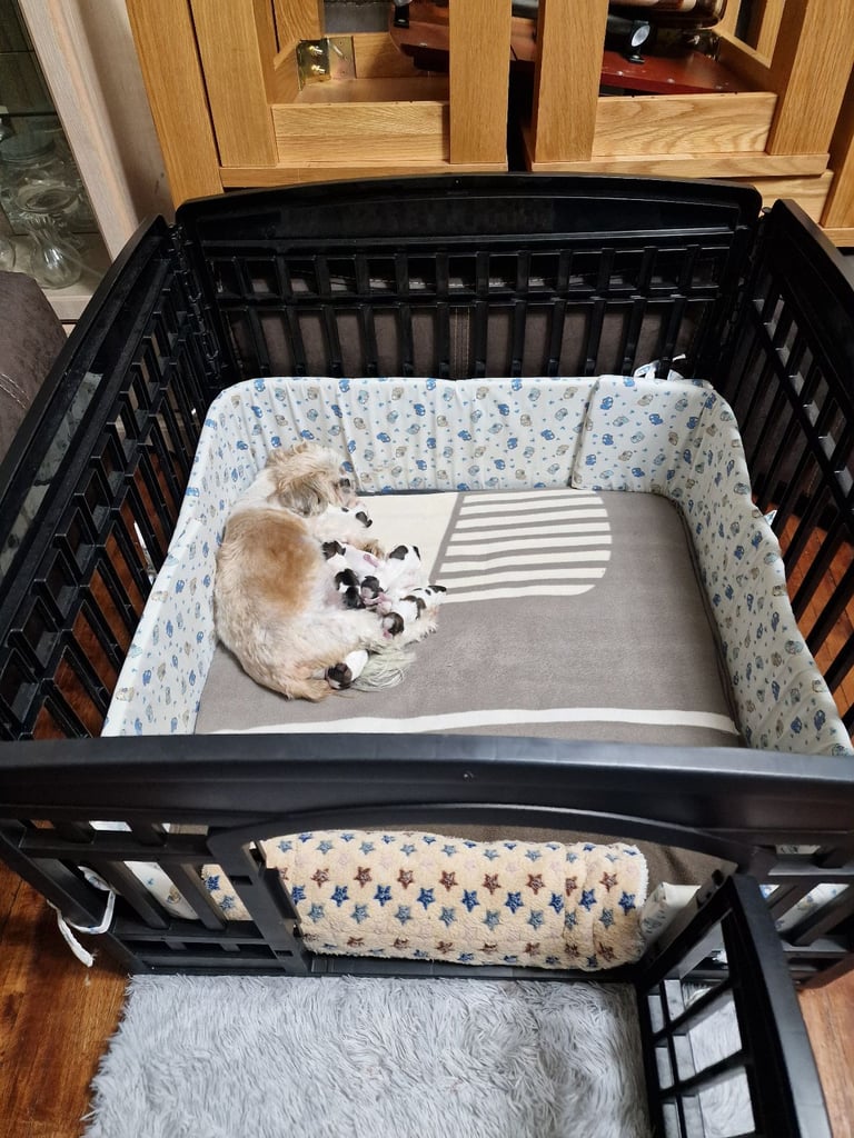 Meet Our Gorgeous Shih Tzu Puppies! 2 Girls & 5 Boys in Cardiff