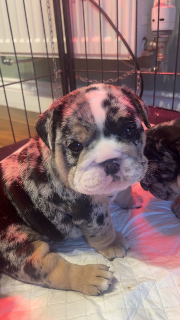 English Bulldog Dogs Puppies for Sale in England Gumtree