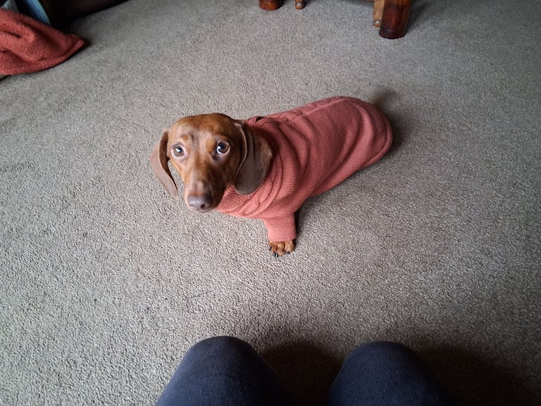 Mini dachsund for rehoming